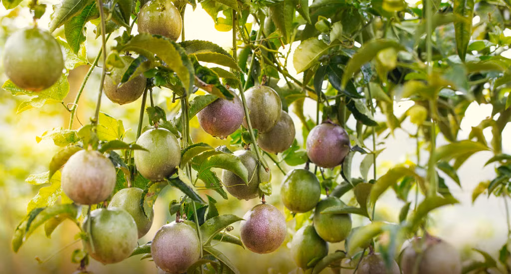 Chanh leo cũng giàu axit amin cần thiết cho nhu cầu của cơ thể con người. Đây cũng được xem là thực phẩm có tác dụng hạ huyết áp tự nhiên hiệu quả, an thần, giảm mất ngủ, thải độc và chữa trị các bệnh về tiêu hóa, bệnh trĩ vô cùng kỳ diệu.