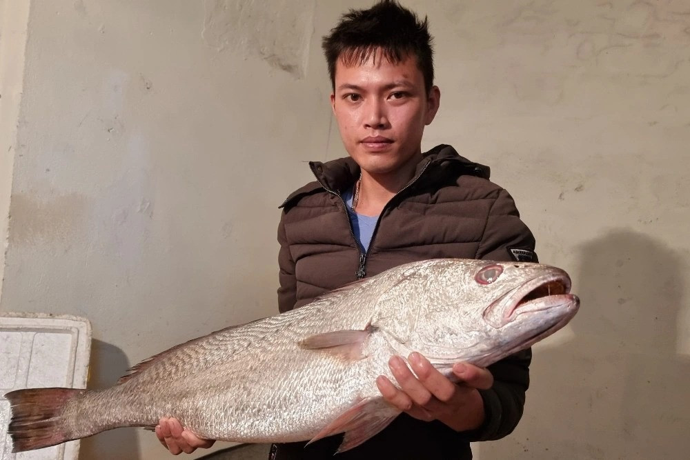 Ngư dân bắt được con cá nặng 7,5 kg giống cá sủ vàng Ngu dan bat duoc con ca nang 7,5 kg giong ca su vang