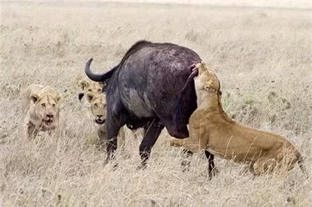 Trau rung don doc thoat chet truoc bay su tu-Hinh-6