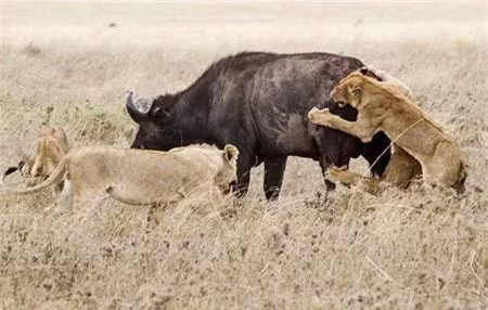 Trau rung don doc thoat chet truoc bay su tu-Hinh-7