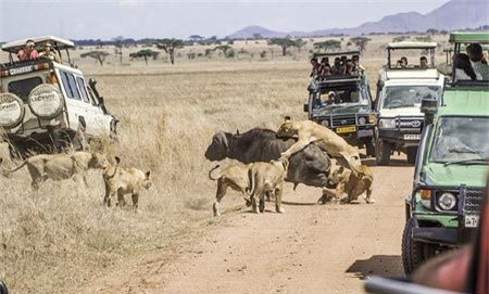 Trau rung don doc thoat chet truoc bay su tu-Hinh-10