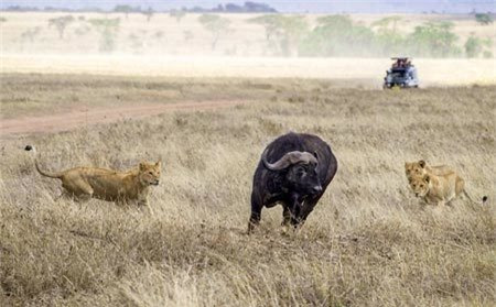 Trau rung don doc thoat chet truoc bay su tu-Hinh-4