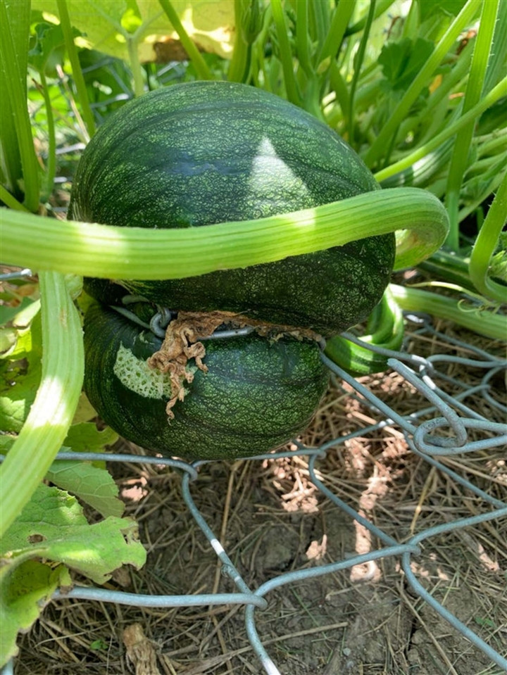 Một quả bí đỏ đã bị "mắc bẫy".