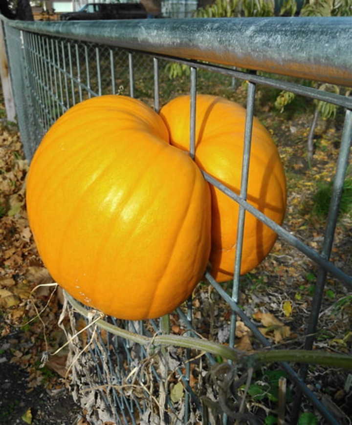 Bí đỏ đang tiến hành "phân thân chi thuật"?