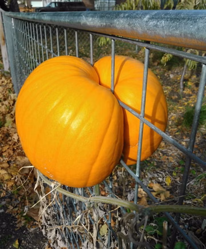 Bí đỏ đang tiến hành "phân thân chi thuật"?