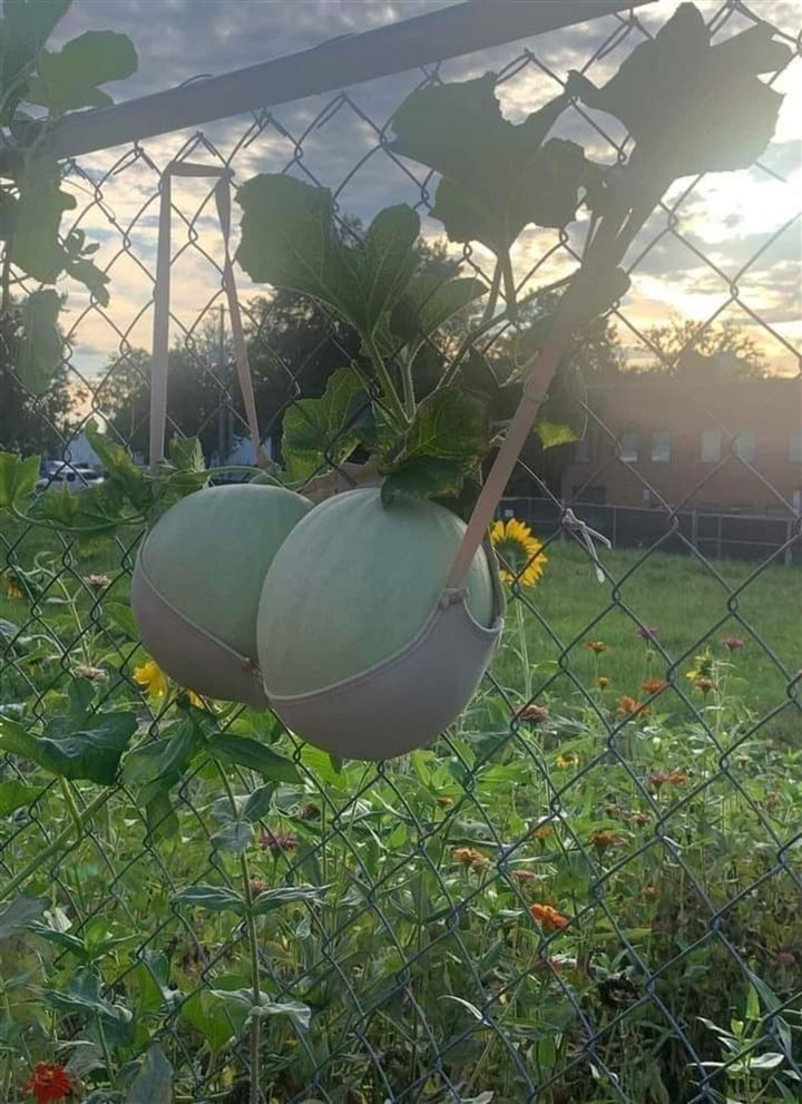 Một màn đỡ dưa khó đỡ đến từ chủ vườn vui tính.