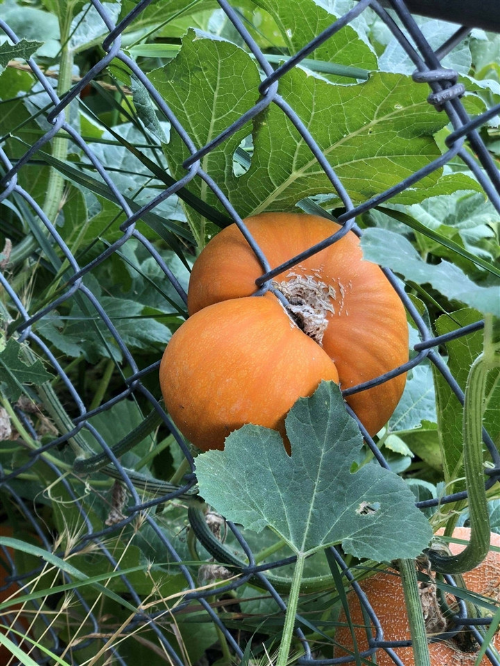 Bao nhiêu chỗ không mọc lại cứ thích chen hàng rào cơ.