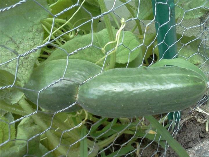 Có vẻ như vượt rào là thói quen của các loại rau củ này.