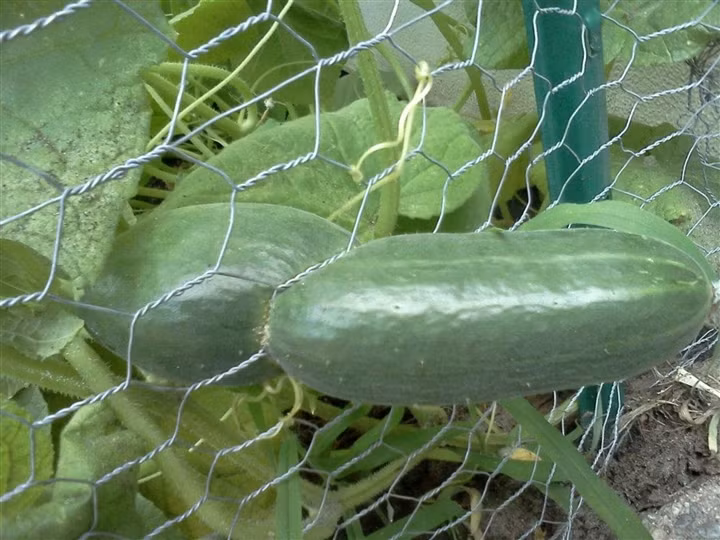 Có vẻ như vượt rào là thói quen của các loại rau củ này.