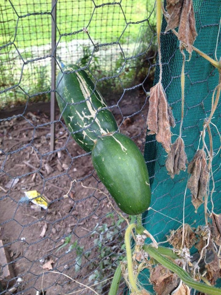 Phát hiện có kẻ "đào tẩu".