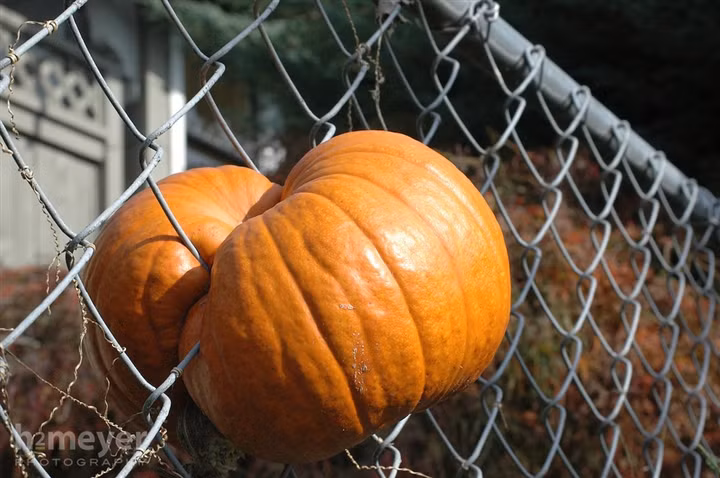 Đã "chui" được nửa đường nhưng vô tình bị kẹt lại.