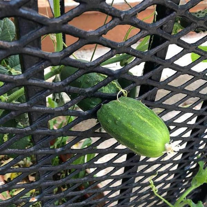 Ở bất cứ hình dạng kẽm rào nào vẫn cứ chui tất.