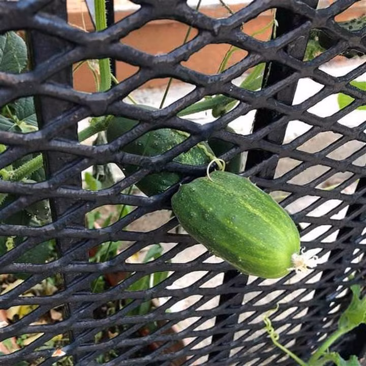 Ở bất cứ hình dạng kẽm rào nào vẫn cứ chui tất.