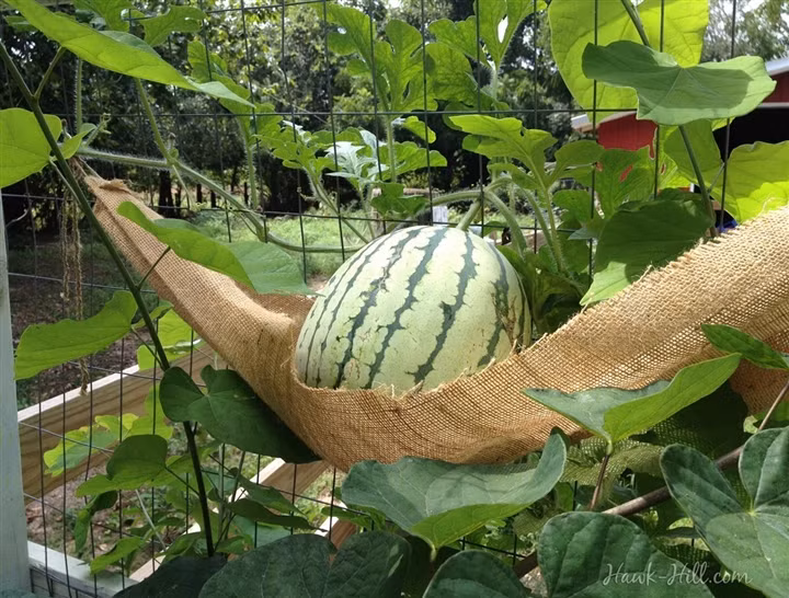 Được "mắc võng" nghỉ ngơi thư thái thế kia thì quả dưa này là nhất rồi.