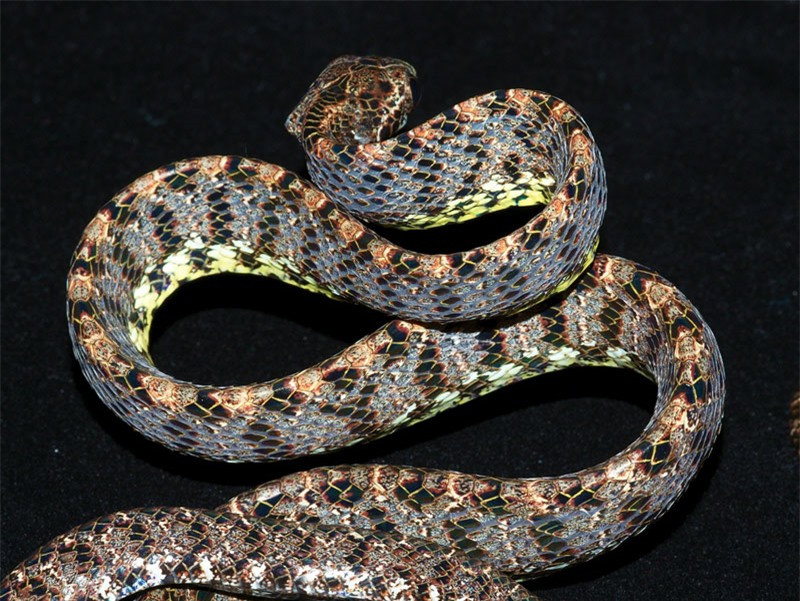 Ngoại hình của rắn ngọc bích thường có màu đỏ pha với màu nâu sô cô la, xen kẽ những đốm đen và trắng, phần bụng màu vàng. Dọc theo cơ thể nó có những thanh ngang màu xanh ngọc nhạt. Chiều dài tối đa của nó khoảng 1,5 m. Tuy rắn ngọc bích không có độc, nhưng chúng thường phình phần cổ giống như rắn độc để hù dọa con mồi.