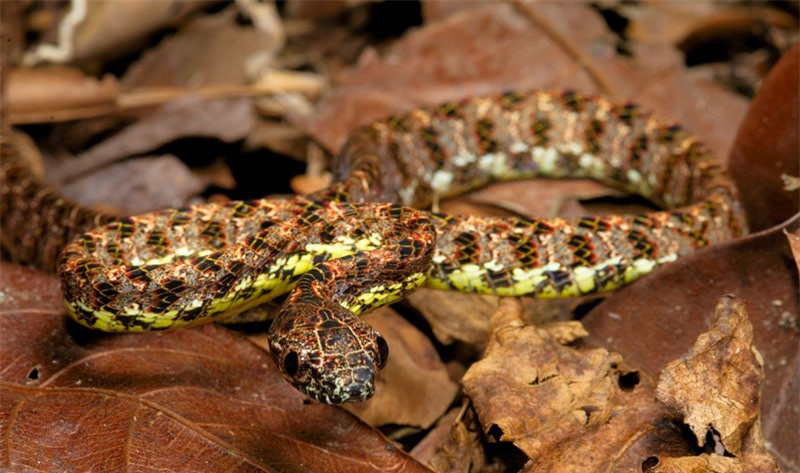 Trên thân cây hoặc bụi rậm.