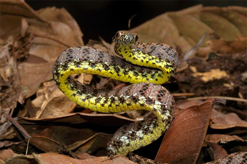 Rắn ngọc bích thường sống ở môi trường ẩm thấp.