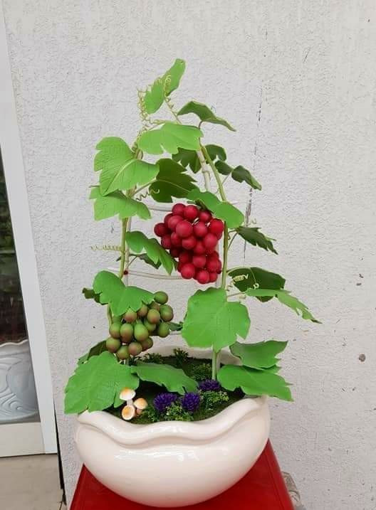 Tinh yeu hoa tu dat cua thac sy 9X o Can Tho-Hinh-12