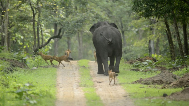 Chưa được nếm mùi vị thịt voi, 13 con chó rừng chạy "té khói" vì bị voi trưởng thành truy đuổi.