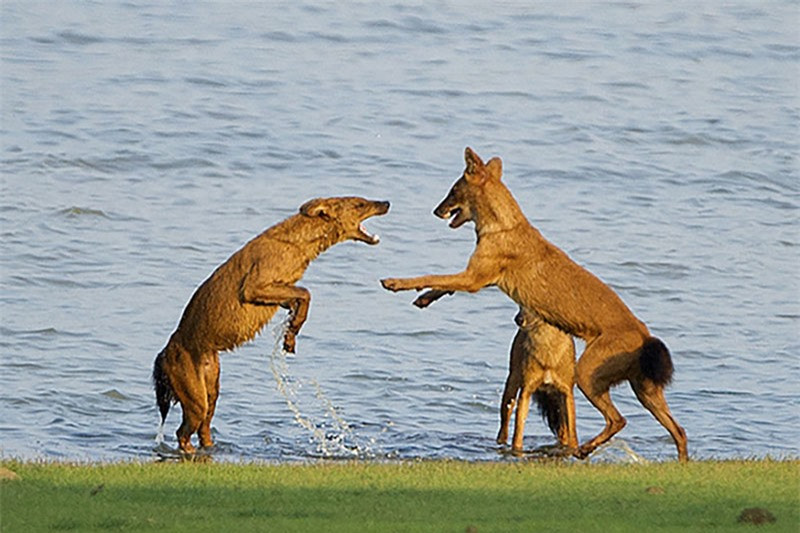 Theo Hunugund, nguyên nhân con voi trưởng thành đánh đuổi đàn cho vì phát hiện những con chó rừng này đang có ý định tấn công 2 con voi con cùng đàn.