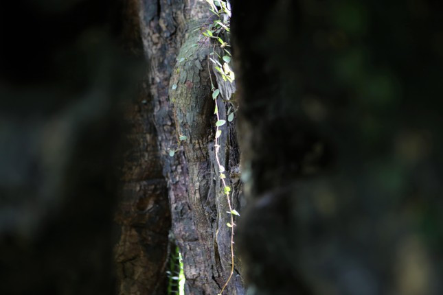 Phía bên trong thân cây rỗng, nhiều cỏ, rêu xanh mọc bám xung quanh.