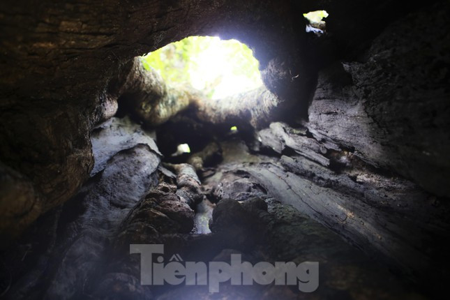 Bên trong thân cây rỗng, vỏ sần sùi.