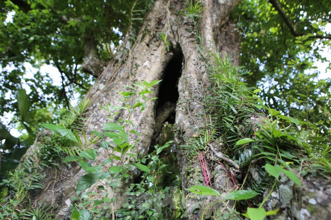 Theo người dân, quả "cây thị ăn thề" luôn to tròn, vàng chín mọng và có mùi thơm ngào ngạt. Cứ vào dịp lễ Tết, ngoài thắp hương ở đền thờ, người dân còn thắp hương xung quanh gốc cây thị.
