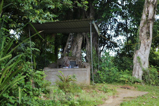 Trải qua bao biến cố thăng trầm của lịch sử, “cây thị ăn thề” vẫn sừng sững đầy sức sống, tỏa bóng xanh mát.