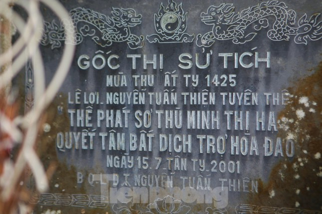 Sau đó, cả hai người cùng giết ngựa trắng uống máu, cắt tóc ăn thề ngay dưới gốc cây thị cổ thụ này. Những câu thơ: Cắt tóc, giết ngựa trắng /Dưới gốc thị thề nguyền /Nguyện đồng tâm đồng chí /Phá giặc xây cơ đồ, vẫn còn được lưu truyền trong nhân dân