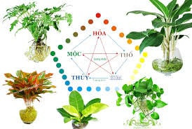 Nham Dan 2022: trong cay hop menh Kim - Moc - Thuy – Hoa - Tho, gia chu phat tai