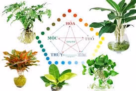 Nham Dan 2022: trong cay hop menh Kim - Moc - Thuy – Hoa - Tho, gia chu phat tai