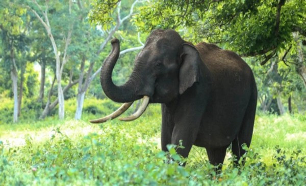 Bị chỉ trích vì bám vào ngà voi để biểu diễn kéo xà - Hình 3 Bi chi trich vi bam vao nga voi de bieu dien keo xa-Hinh-3