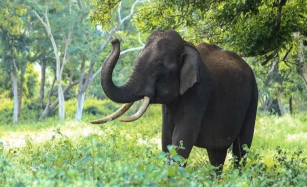 Bị chỉ trích vì bám vào ngà voi để biểu diễn kéo xà - Hình 3 Bi chi trich vi bam vao nga voi de bieu dien keo xa-Hinh-3