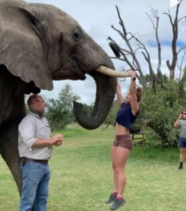 Bị chỉ trích vì bám vào ngà voi để biểu diễn kéo xà Bi chi trich vi bam vao nga voi de bieu dien keo xa