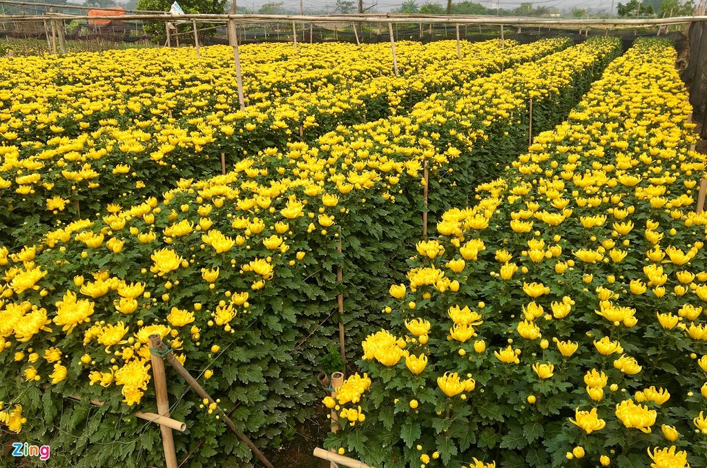 Hoa Trung Quoc lan at hoa Viet dip can Tet-Hinh-2