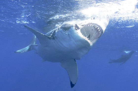 70% ca duoi va ca map bien mat