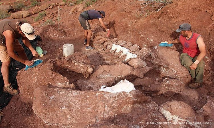 Phát hiện thấy hóa thạch khủng long khổng lồ 98 triệu năm tuổi Phat hien thay hoa thach khung long khong lo 98 trieu nam tuoi