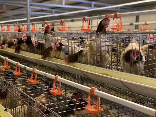 Ga thai sieu re Trung Quoc chay vao Viet Nam-Hinh-2