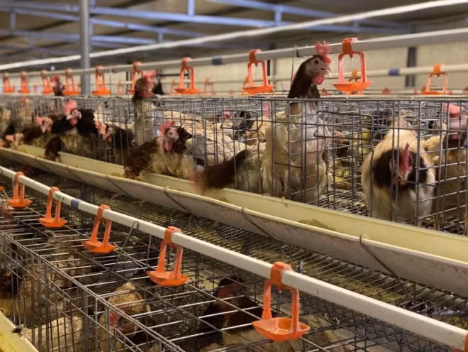 Ga thai sieu re Trung Quoc chay vao Viet Nam-Hinh-2