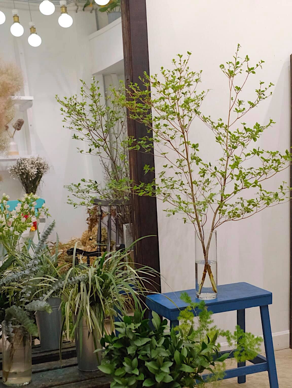 Bán cành thạch nam đã hai năm nay, chị Nguyễn Thị Vân - đầu mối bán hoa ở Âu Cơ (Tây Hồ, Hà Nội) - cho biết trên Vietnamnet, loại cành lá cắm trang trí này xuất hiện trên thị trường từ năm ngoái. Tuy nhiên, tới thời điểm này chúng mới trở nên rầm rộ, được nhiều người lùng mua.