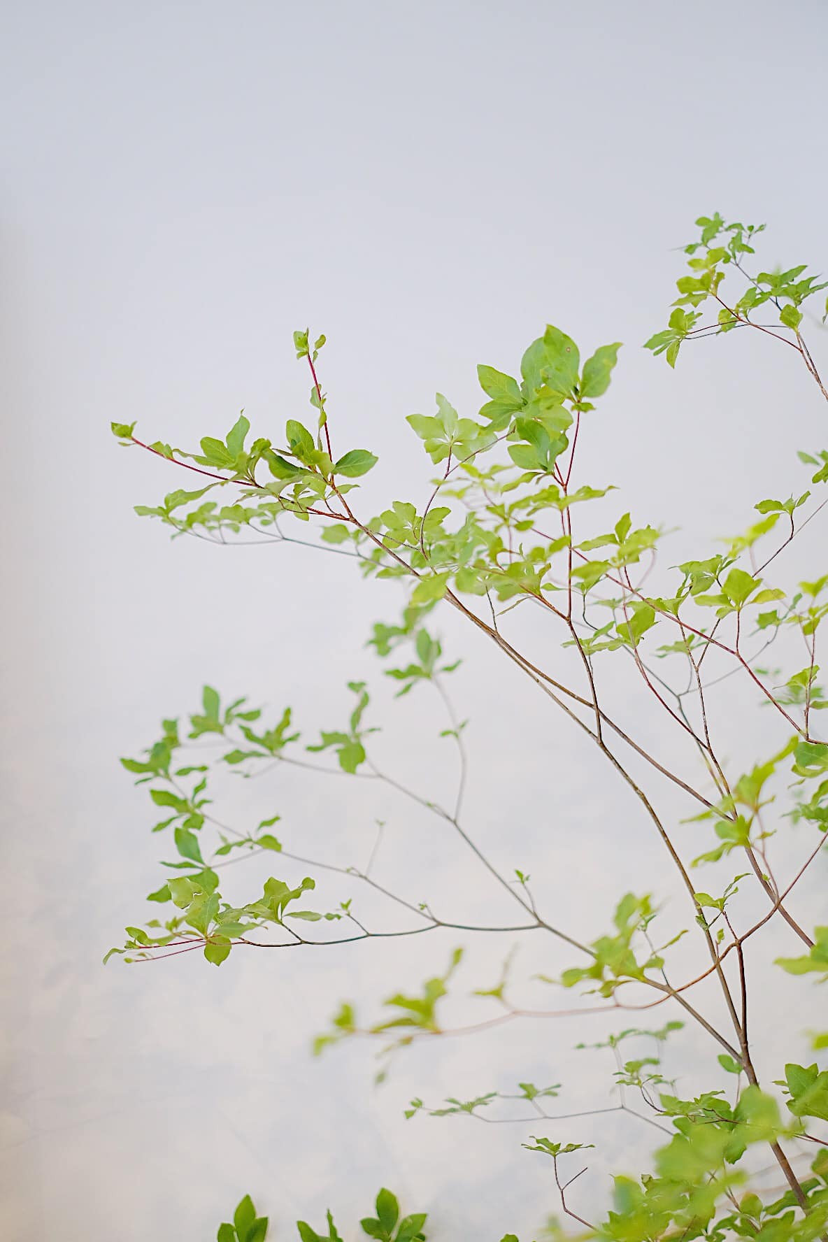 Tuy vậy, mỗi tuần hàng chỉ về một chuyến vào chủ nhật chứ không có thường xuyên, được khoảng 200-300 cành. Tùy vào tán và dáng của mỗi cành sẽ có giá khác nhau, dao động 300.000-600.000 đồng/cành, cao từ 1,3-1,6 mét. Thậm chí, có cành đẹp cao 2-2,2 mét giá lên đến 1,4 triệu đồng.