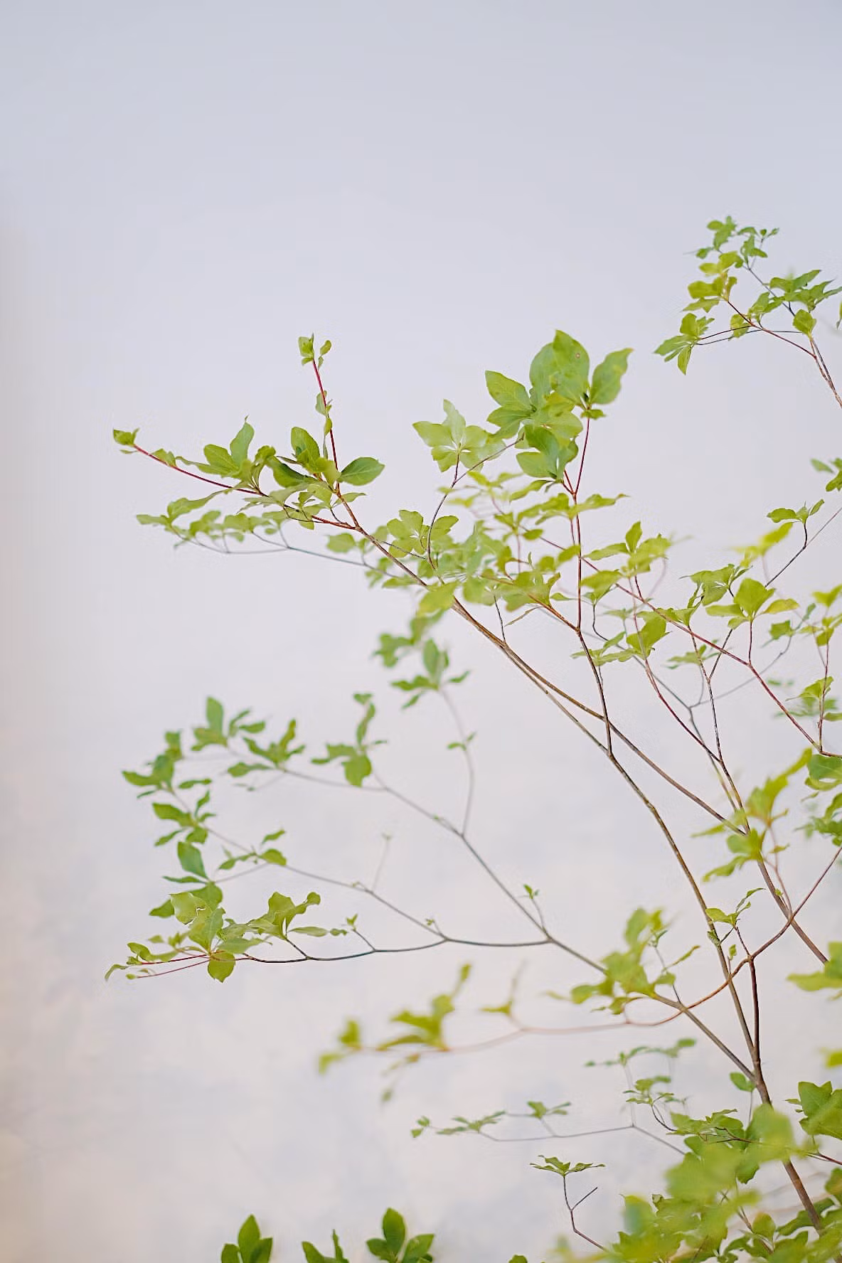 Tuy vậy, mỗi tuần hàng chỉ về một chuyến vào chủ nhật chứ không có thường xuyên, được khoảng 200-300 cành. Tùy vào tán và dáng của mỗi cành sẽ có giá khác nhau, dao động 300.000-600.000 đồng/cành, cao từ 1,3-1,6 mét. Thậm chí, có cành đẹp cao 2-2,2 mét giá lên đến 1,4 triệu đồng.