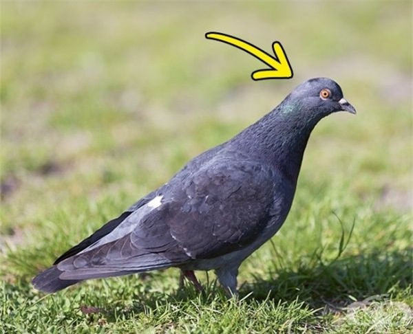  1. Chim bồ câu phải lắc đầu để nhìn rõ mọi vật
