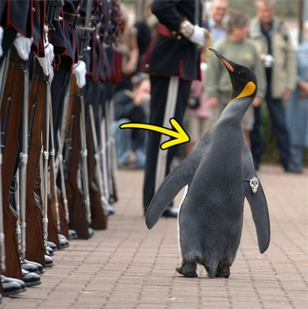 2. Chim cánh cụt ở Na Uy được phong hàm chuẩn tướng trên vai trái để duyệt đội danh dự của Vệ binh Hoàng gia Na Uy.