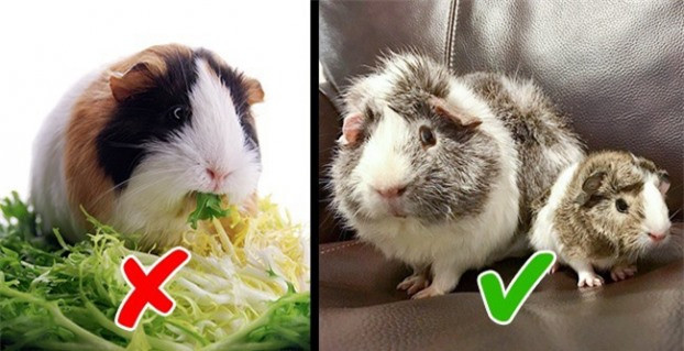 3. Ở Thụy Sĩ, nếu bạn nuôi hamster làm thú cưng sẽ bị coi là phạm pháp nhưng nếu nuôi từ 2 con trở lên thì thoải mái.