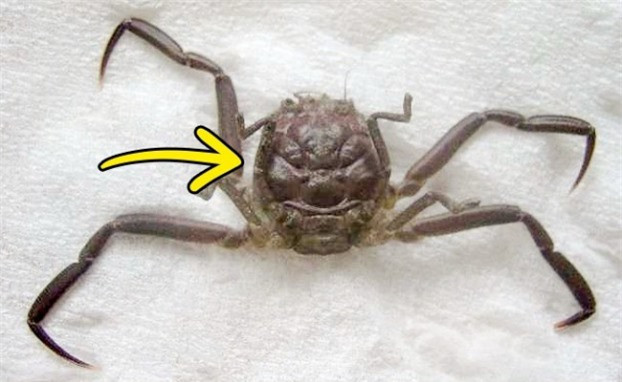 7. Heikegani là loài cua của Nhật Bản. Mai của chúng có cấu tạo y hệt khuôn mặt giận dữ của các chiến binh Samurai vì thế nó còn được gọi là cua Samurai.