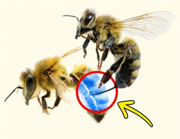 10. Ong sẽ đốt con ong khác khi đối phương có ý định xâm nhập lãnh thổ của mình. Đây là cách ong tự bảo vệ đàn của mình.