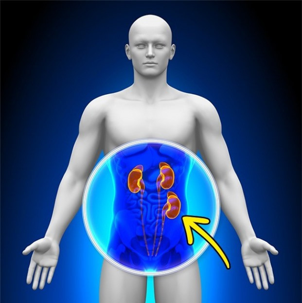 4. Con người có thể có 3 quả thận khi họ cấy ghép thận của người khác vào cơ thể mình. Quả thận cũ của bệnh nhân sẽ giữ nguyên vị trí của nó thay vì cắt bỏ như nhiều người vẫn nghĩ.