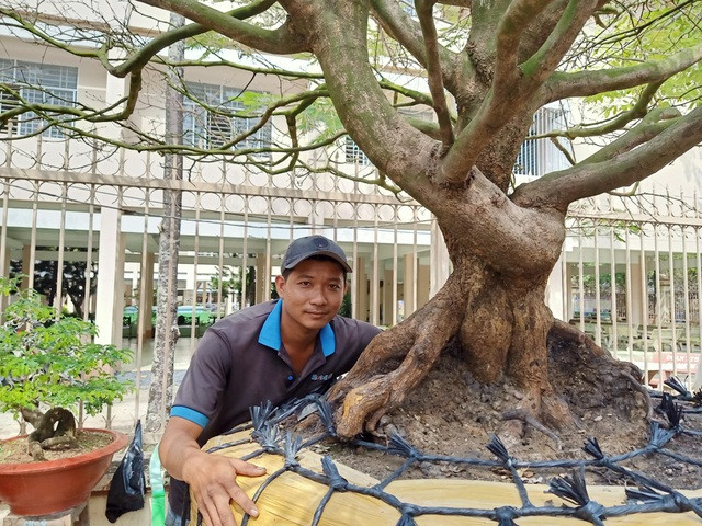 Hoa mắt với cây mai giá 1 tỷ đồng - Hình 3 Hoa mat voi cay mai gia 1 ty dong-Hinh-3