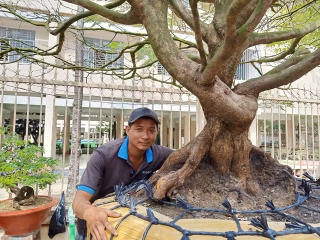 Hoa mat voi cay mai gia 1 ty dong-Hinh-3